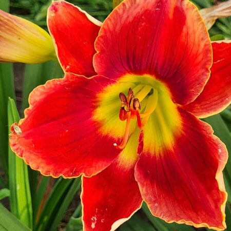 Liliowiec 'Key to My Heart' (Hemerocallis 'Key to My Heart')
