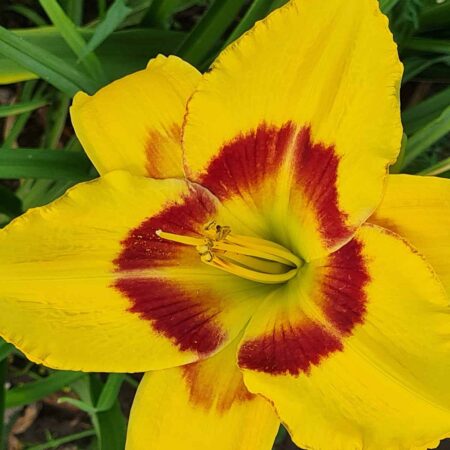 Liliowiec 'King George' (Hemerocallis 'King George')