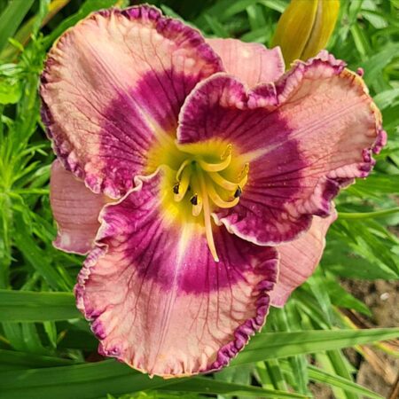 Liliowiec 'Kiss Me Softly' (Hemerocallis 'Kiss Me Softly')