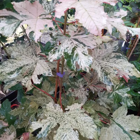 Klon jawor 'Esk Sunset' - Acer pseudoplatanus