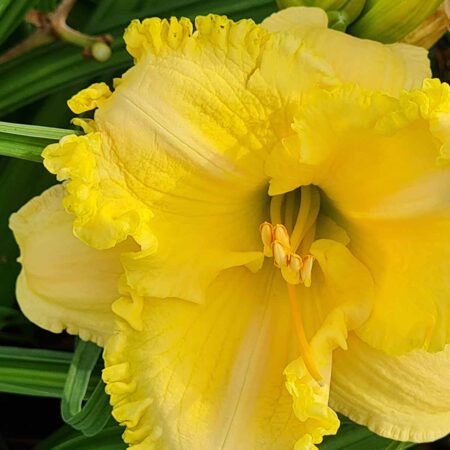 Liliowiec 'Łabędź w Szuwarach' (Hemerocallis 'Łabędź w Szuwarach')