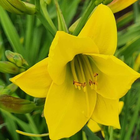 Liliowiec 'Lemon Bells' (Hemerocallis 'Lemon Bells')