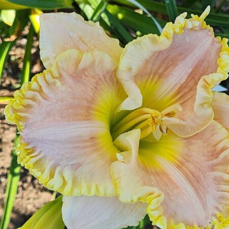 Liliowiec 'Light Motif' (Hemerocallis 'Light Motif')