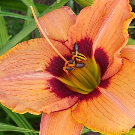 Liliowiec 'Peach Pudding' (Hemerocallis 'Peach Pudding')