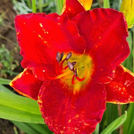 Liliowiec 'Lils Red Wagon' (Hemerocallis 'Lils Red Wagon')