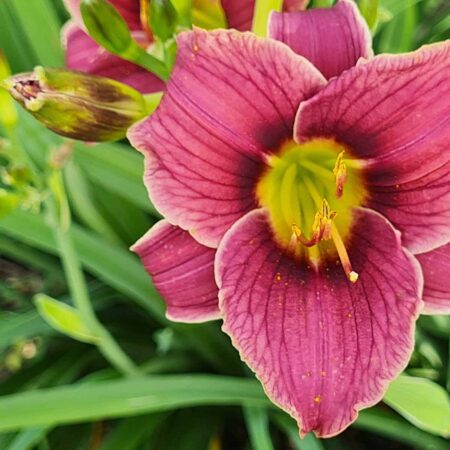 Liliowiec 'Little Missy' (Hemerocallis 'Little Missy')