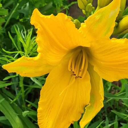 Liliowiec 'Living in Amsterdam' (Hemerocallis 'Living in Amsterdam')