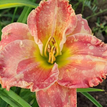 Liliowiec 'Longfields Tanga' (Hemerocallis 'Longfields Tanga')