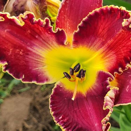 Liliowiec 'Lothar Herbst' (Hemerocallis 'Lothar Herbst')