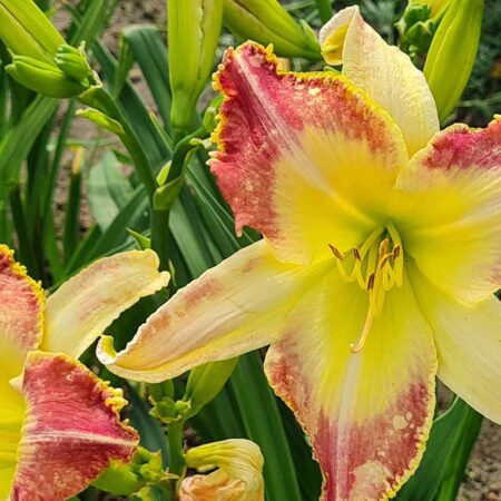Liliowiec 'Lotos Position' (Hemerocallis 'Lotos Position')