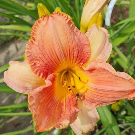 Liliowiec 'Love Gift' (Hemerocallis 'Love Gift')