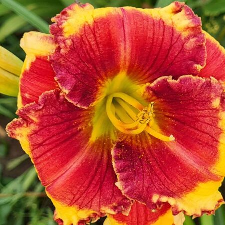 Liliowiec 'Lowcountry Wildfire' (Hemerocallis 'Lowcountry Wildfire')