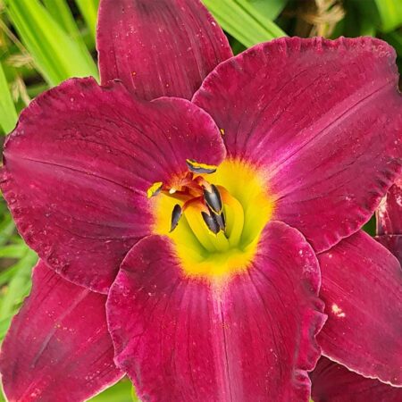 Liliowiec 'Lusty Lealand' (Hemerocallis 'Lusty Lealand' )