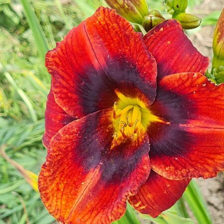 Liliowiec 'Mahogany Magic' (Hemerocallis 'Mahogany Magic')