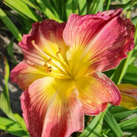 Liliowiec 'Masaryk' (Hemerocallis 'Masaryk')