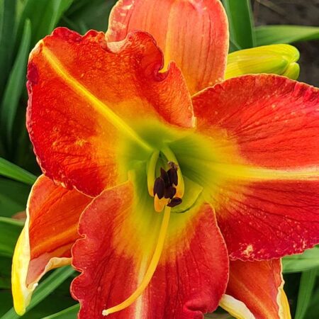 Liliowiec 'Matrousjka' (Hemerocallis 'Matrousjka')