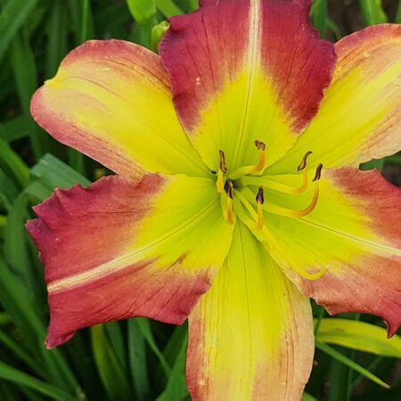 Liliowiec 'Mike Red' (Hemerocallis 'Mike Red')