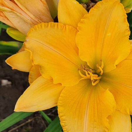 Liliowiec 'Mozard' (Hemerocallis 'Mozard')