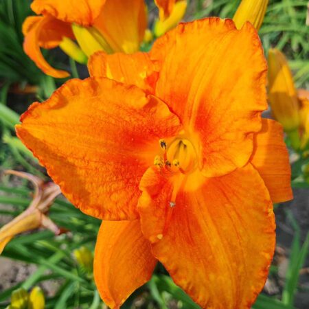 Liliowiec 'My Reggae Tiger' (Hemerocallis 'My Reggae Tiger')