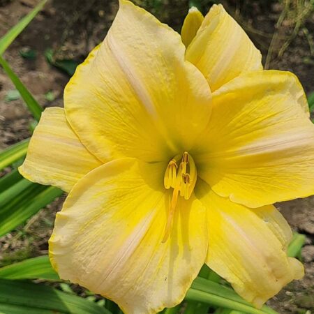 Liliowiec 'Natzohm' (Hemerocallis 'Natzohm')