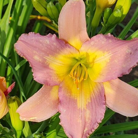 Liliowiec 'Nile Crane' (Hemerocallis 'Nile Crane')