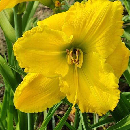 Liliowiec 'Norma Jean' (Hemerocallis 'Norma Jean')
