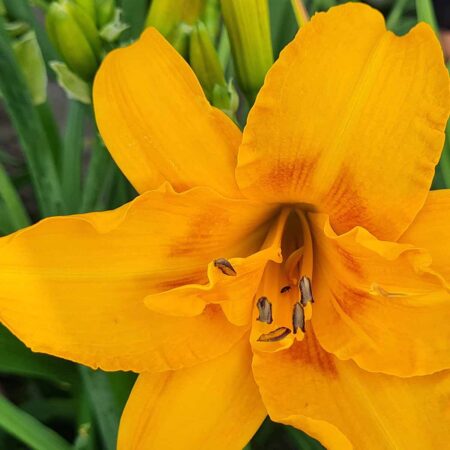 Liliowiec 'Norton Orange' (Hemerocallis 'Norton Orange')