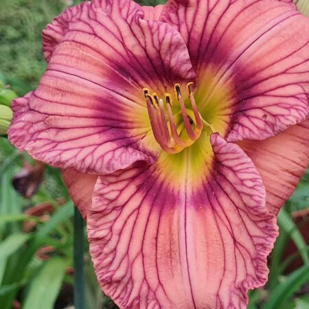 Liliowiec 'Nowhere to Hide' (Hemerocallis 'Nowhere to Hide')