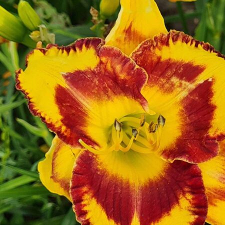 Liliowiec 'Oczarowanie' (Hemerocallis 'Oczarowanie')