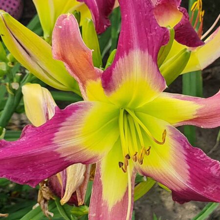 Liliowiec 'Olly Olly Oxen Free' (Hemerocallis 'Olly Olly Oxen Free')