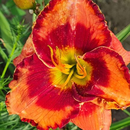 Liliowiec 'Orange Cherry Juice' (Hemerocallis 'Orange Cherry Juice')