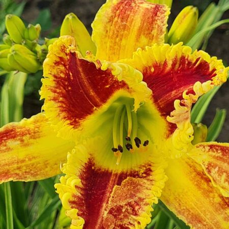 Liliowiec 'Outer Limits' (Hemerocallis 'Outer Limits')