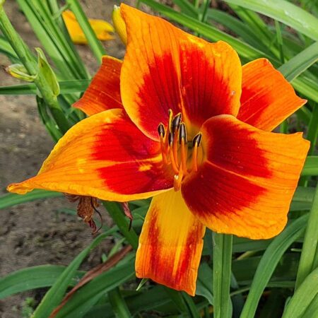 Liliowiec 'Outrageous' (Hemerocallis 'Outrageous')