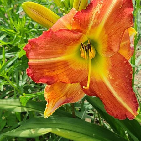 Liliowiec 'Panic in Detroit' (Hemerocallis 'Panic in Detroit')