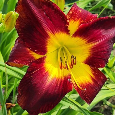Liliowiec 'Persian Ruby' (Hemerocallis 'Persian Ruby')