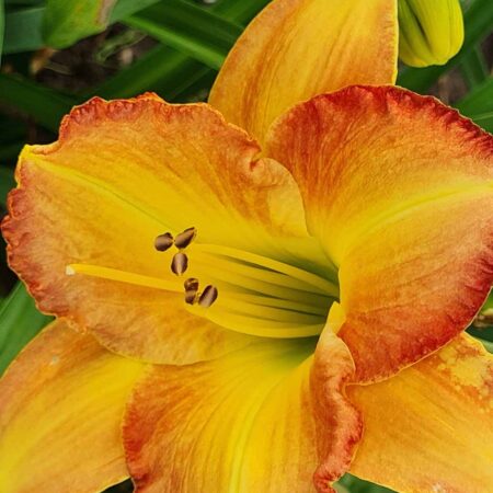 Liliowiec 'Pink Cream' (Hemerocallis 'Pink Cream')