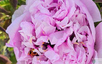 Poradnik sadzenia i pielęgnacji piwonii drzewiastych