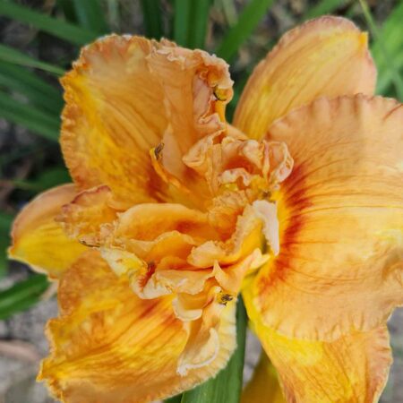 Liliowiec 'Polish Truffle' (Hemerocallis 'Polish Truffle')