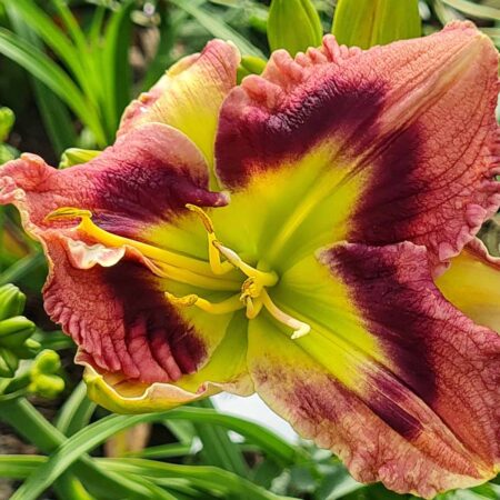 Liliowiec 'Powerful Women' (Hemerocallis 'Powerful Women')