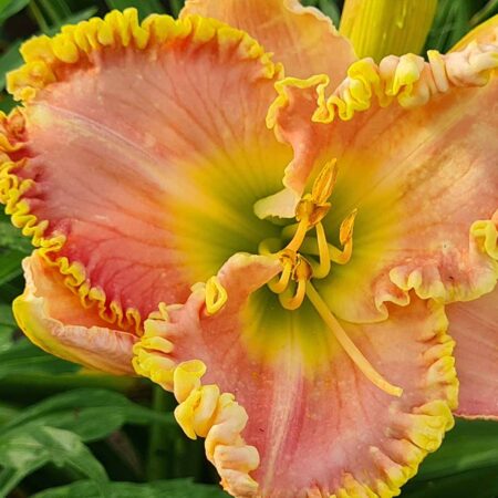 Liliowiec 'Princess Diana' (Hemerocallis 'Princess Diana')