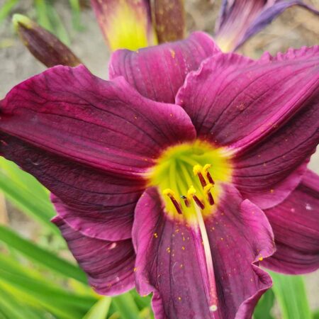 Liliowiec 'Purple Rain Dance' (Hemerocallis 'Purple Rain Dance')
