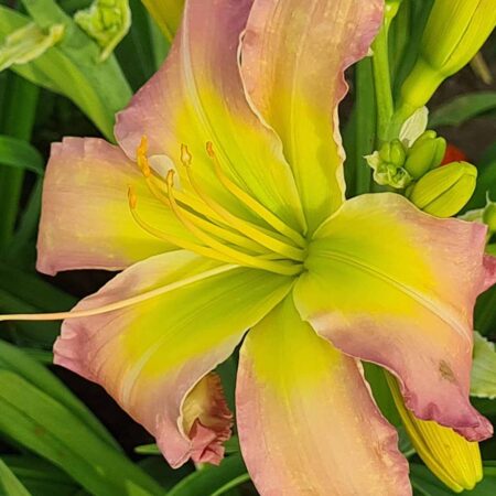 Liliowiec 'Regency Heights' (Hemerocallis 'Regency Heights')