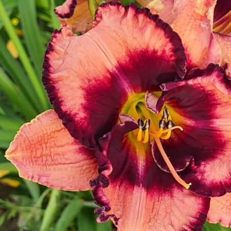 Liliowiec 'Rock Candy' (Hemerocallis 'Rock Candy')