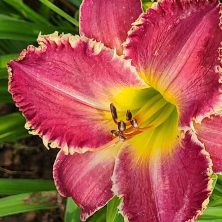 Liliowiec 'Różowa Pantera' (Hemerocallis 'Różowa Pantera')