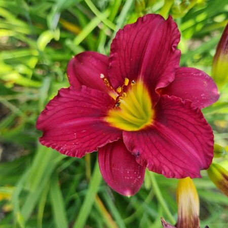 Liliowiec 'Ruby Stella' (Hemerocallis 'Ruby Stella')