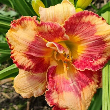Liliowiec 'Ruby Storm' (Hemerocallis 'Ruby Storm')