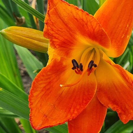 Liliowiec 'Rudy Kajtek' (Hemerocallis 'Rudy Kajtek')