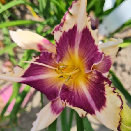 Liliowiec 'Sabine Baur' (Hemerocallis 'Sabine Baur')