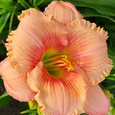 Liliowiec 'Siloam Bill Zumbar' (Hemerocallis 'Siloam Bill Zumbar')