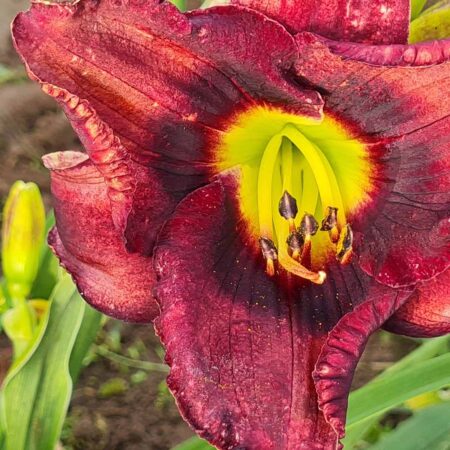Liliowiec 'Siloam Show Girl' (Hemerocallis 'Siloam Show Girl')
